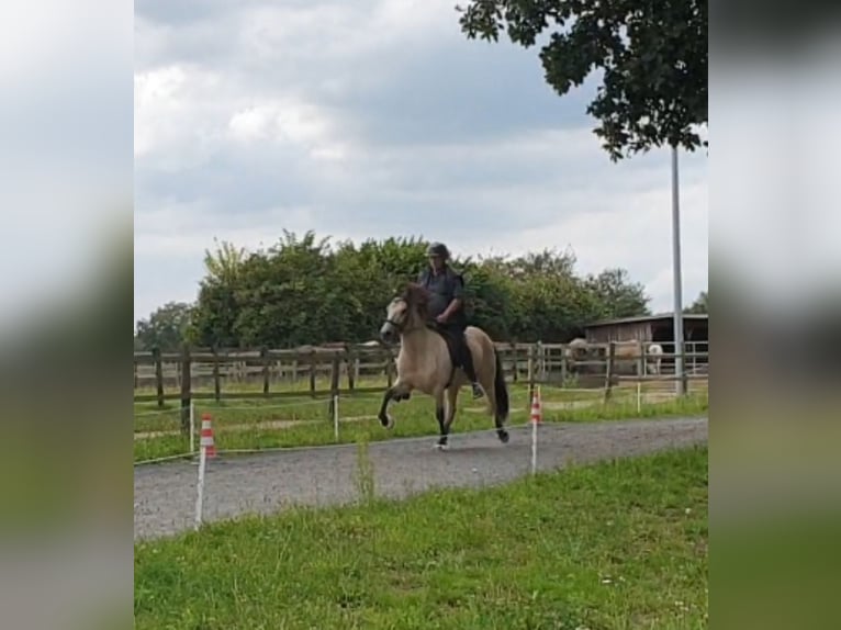 Islandais Jument 10 Ans 138 cm Buckskin in Appen