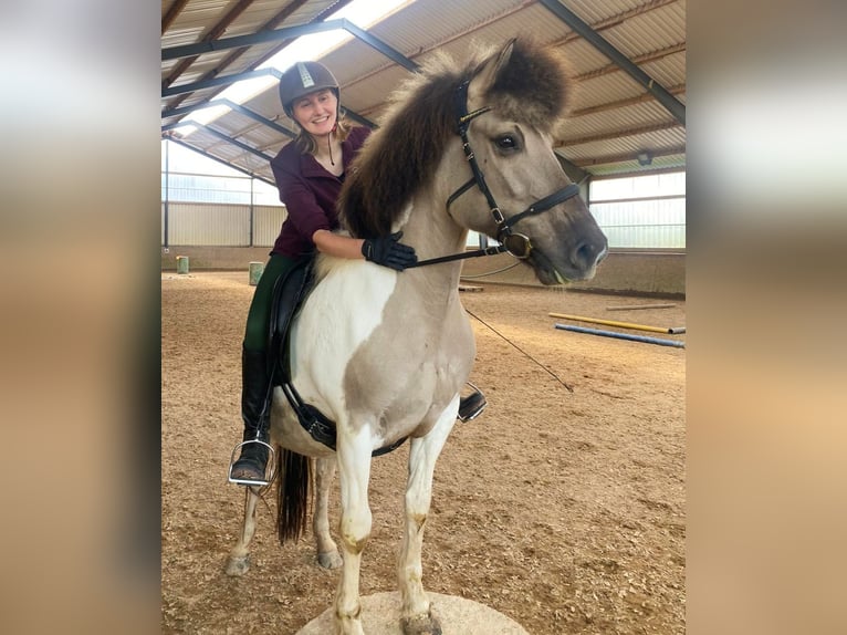 Islandais Jument 10 Ans 138 cm Isabelle in Burgthann