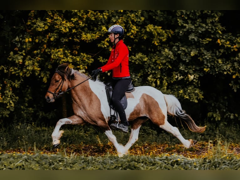Islandais Jument 10 Ans 140 cm Pinto in Taufkirchen an der Trattnach