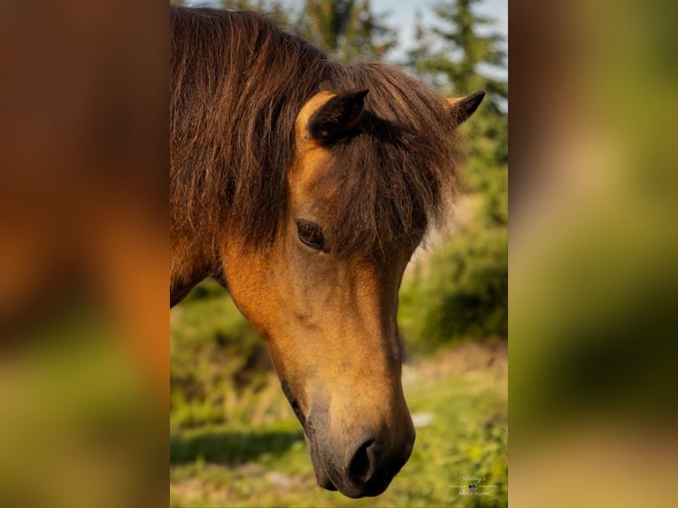 Islandais Jument 10 Ans 141 cm Buckskin in Stegen