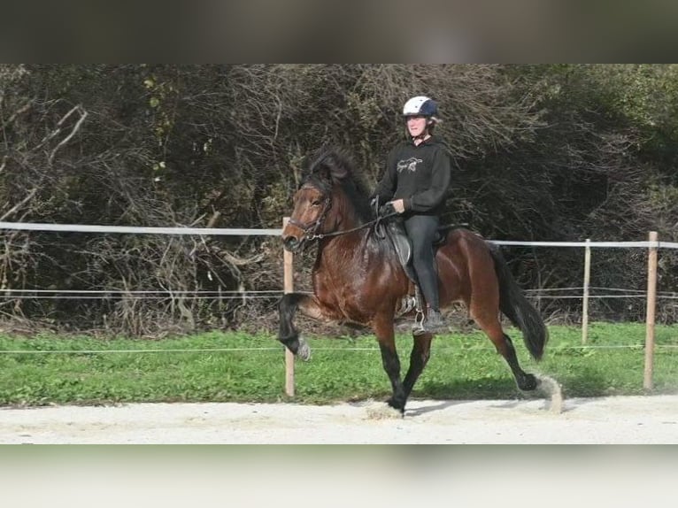 Islandais Jument 10 Ans 142 cm Perlino in Güssing