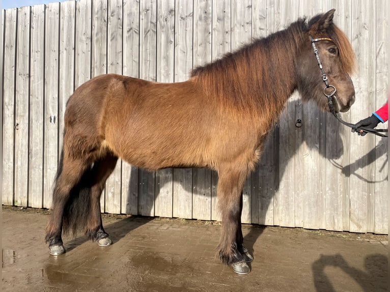 Islandais Jument 10 Ans 143 cm Bai brun in Teltow