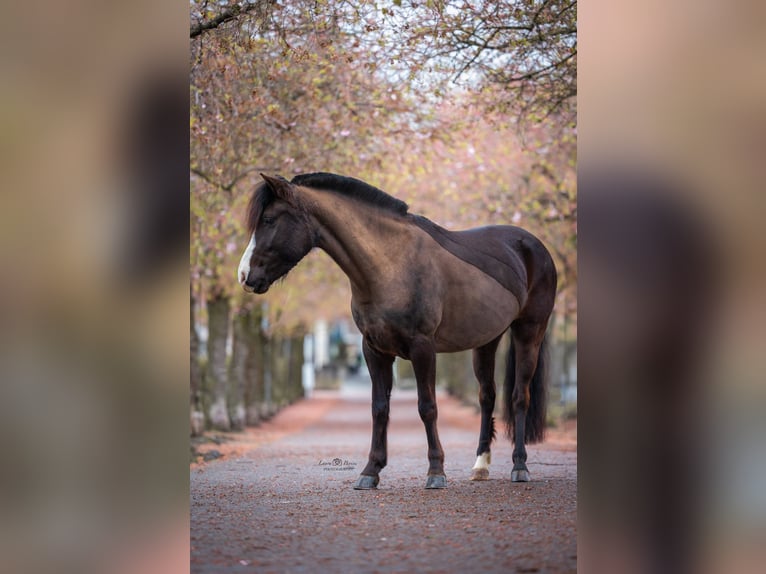 Islandais Croisé Jument 10 Ans 143 cm Noir in LeubsdorfRo&#xDF;bach