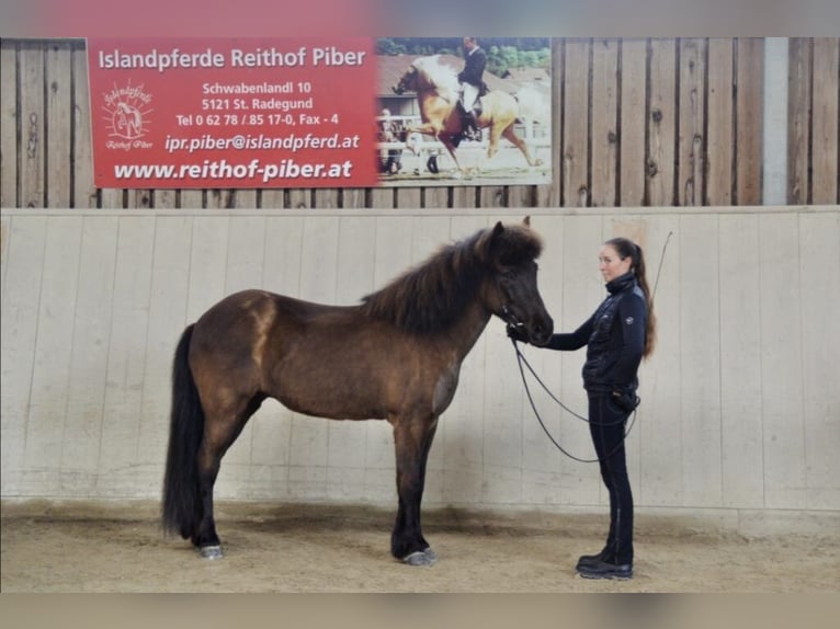 Islandais Jument 10 Ans 143 cm Noir in St. Radegund
