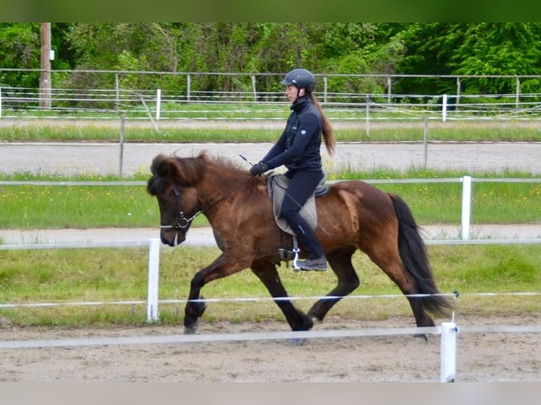 Islandais Jument 10 Ans 143 cm Noir in St. Radegund