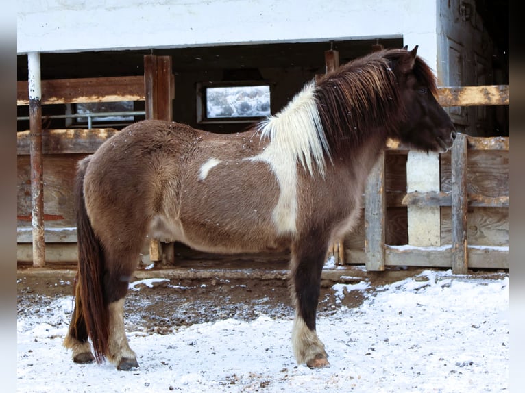 Islandais Jument 10 Ans 144 cm Pinto in Friesenhagen