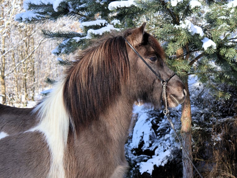 Islandais Jument 10 Ans 144 cm Pinto in Friesenhagen