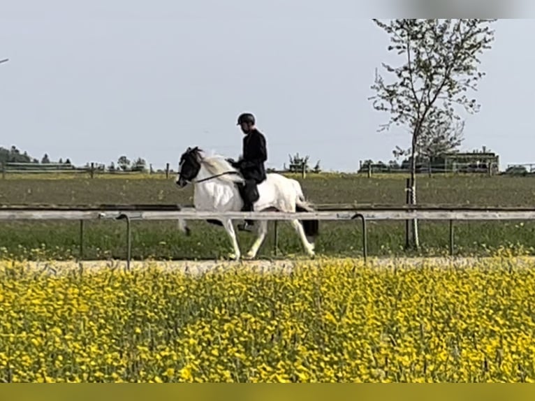 Islandais Jument 10 Ans 144 cm Tobiano-toutes couleurs in Backnang