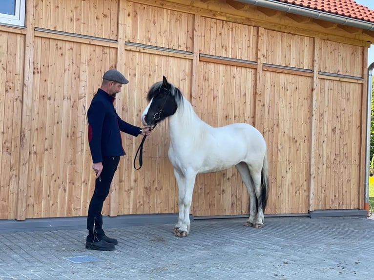 Islandais Jument 10 Ans 144 cm Tobiano-toutes couleurs in Backnang