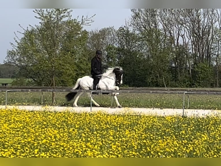 Islandais Jument 10 Ans 144 cm Tobiano-toutes couleurs in Backnang