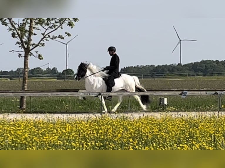 Islandais Jument 10 Ans 144 cm Tobiano-toutes couleurs in Backnang