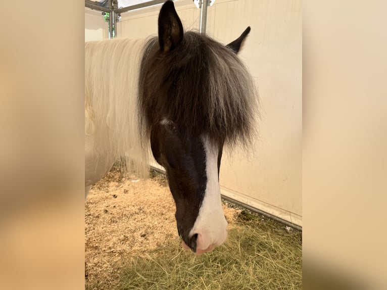 Islandais Jument 10 Ans 144 cm Tobiano-toutes couleurs in Backnang