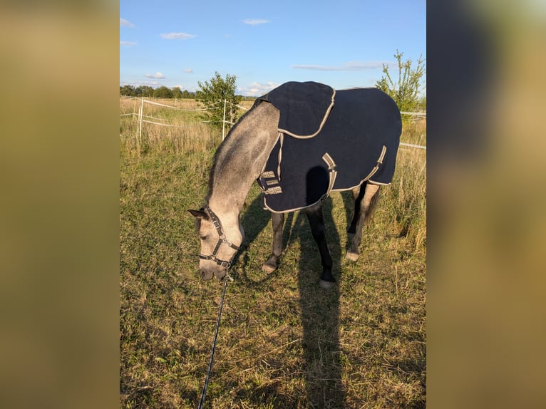 Islandais Croisé Jument 10 Ans 151 cm Buckskin in Malsch