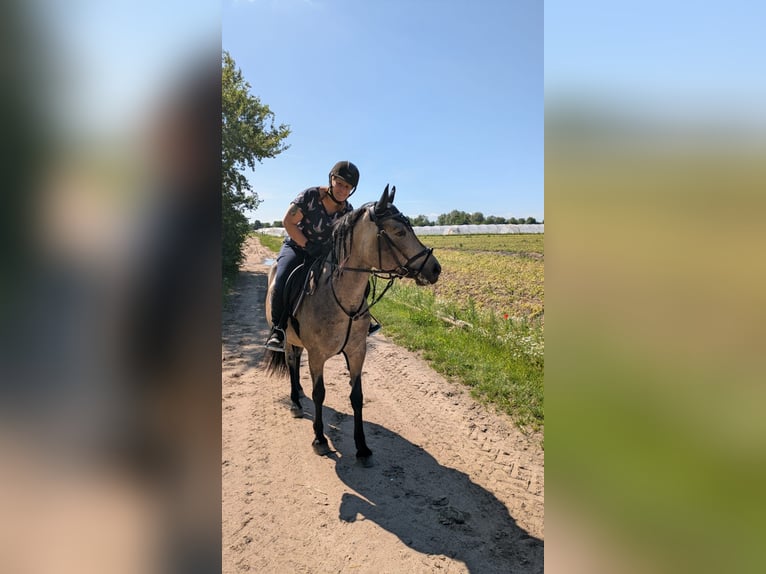 Islandais Croisé Jument 10 Ans 151 cm Buckskin in Malsch