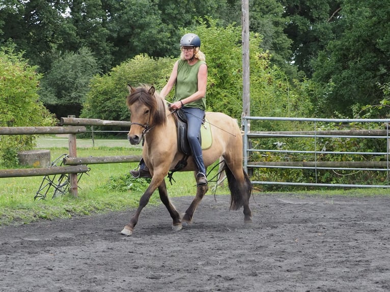 Islandais Jument 10 Ans Isabelle in Raddestorf