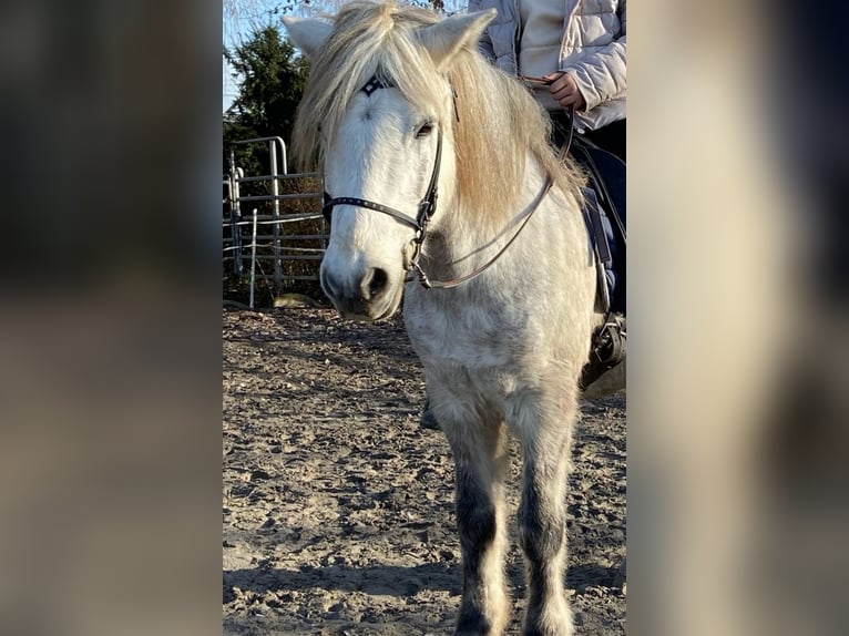 Islandais Jument 11 Ans 135 cm Gris pommelé in Dettenheim