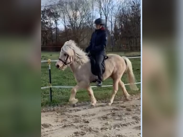 Islandais Jument 11 Ans 136 cm Palomino in Rechtmehring