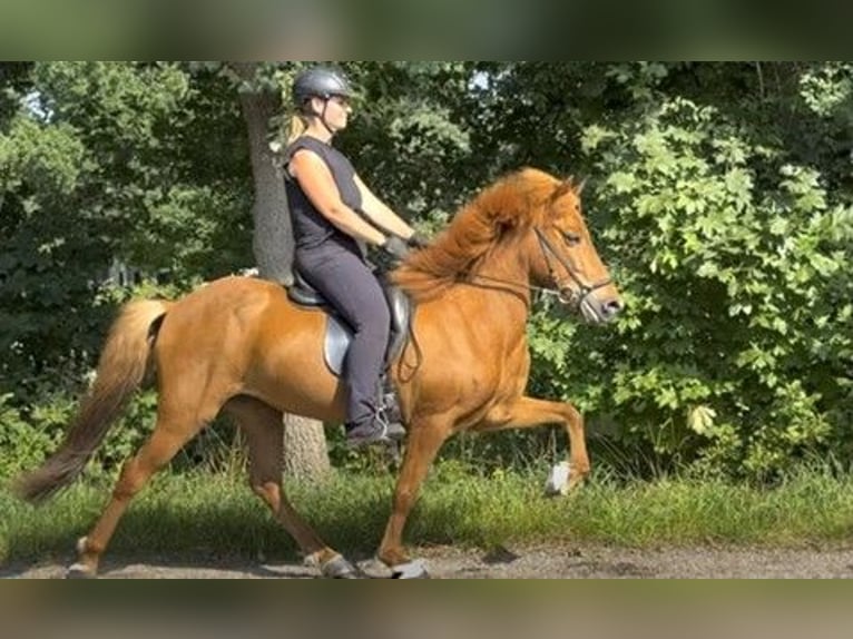 Islandais Jument 11 Ans 137 cm Alezan in Schneverdingen