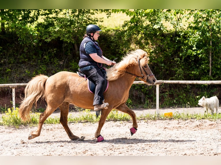 Islandais Jument 11 Ans 137 cm Alezan in Sippersfeld