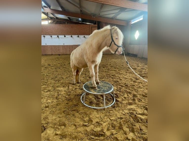 Islandais Jument 11 Ans 138 cm Perlino in Heiden