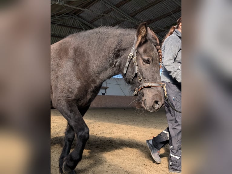 Islandais Jument 11 Ans 139 cm Bai brun in Heide