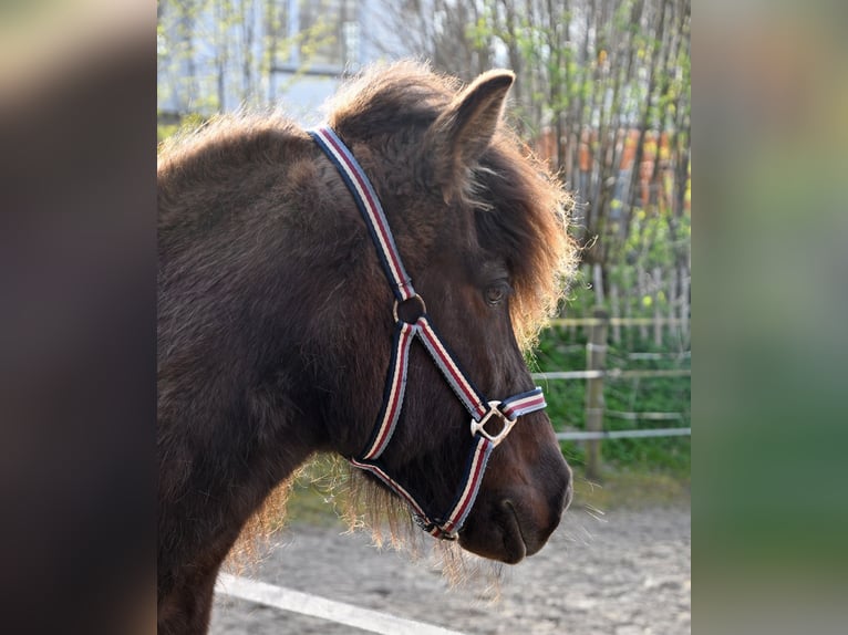 Islandais Jument 11 Ans 139 cm Bai brun in Lohe Rickelshof