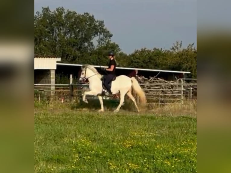 Islandais Jument 11 Ans 139 cm Peut devenir gris in Zweibrücken