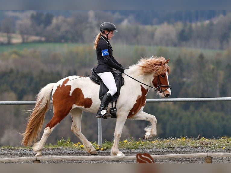 Islandais Jument 11 Ans 139 cm Pinto in Vilshofen