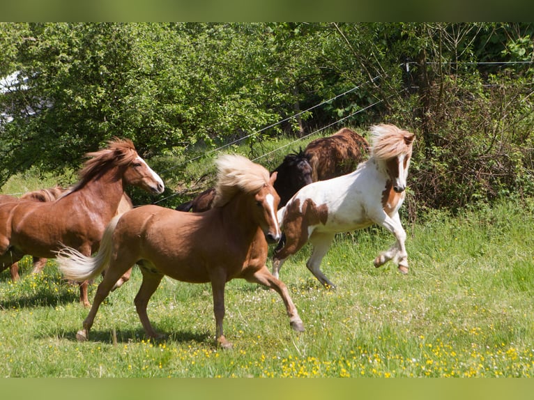 Islandais Jument 11 Ans 139 cm Pinto in Vilshofen
