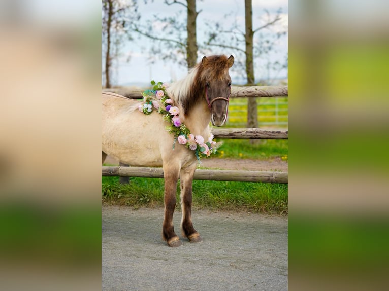 Islandais Jument 11 Ans 140 cm Isabelle in Euskirchen