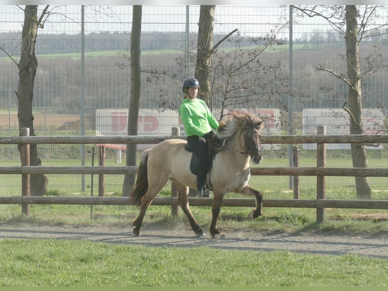 Islandais Jument 11 Ans 140 cm Isabelle in Euskirchen