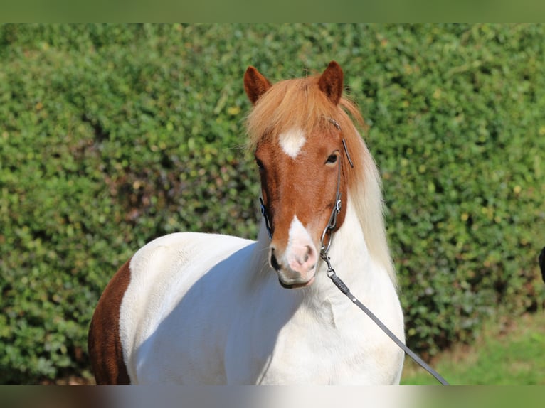 Islandais Jument 11 Ans 140 cm Pinto in Dohm-Lammersdorf