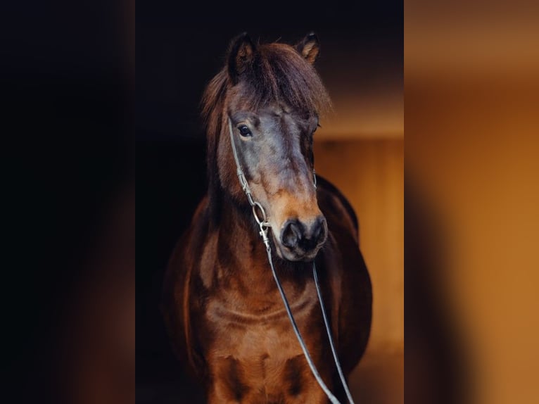 Islandais Jument 11 Ans 141 cm Bai in Taufkirchen an der Trattnach