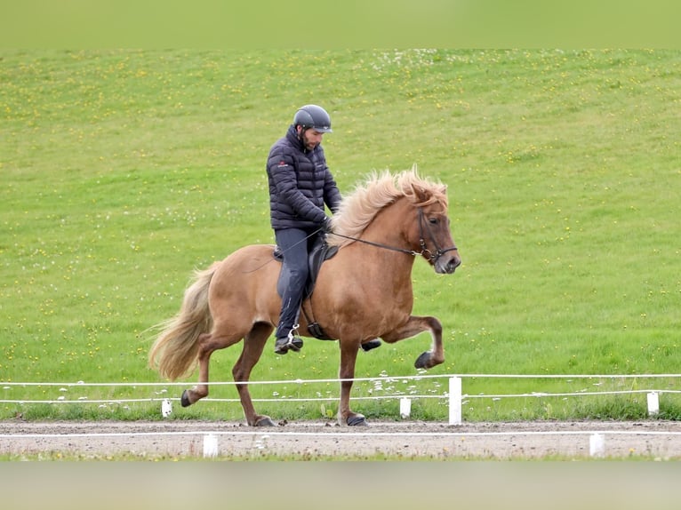 Islandais Jument 11 Ans 143 cm Alezan dun in Hvolsvöllur