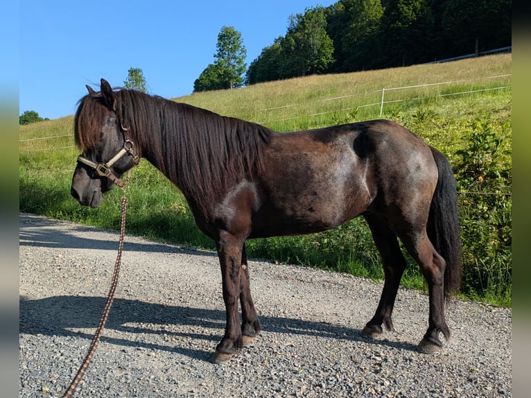 Islandais Jument 11 Ans 144 cm Noir in Steinau an der Stra&#xDF;e