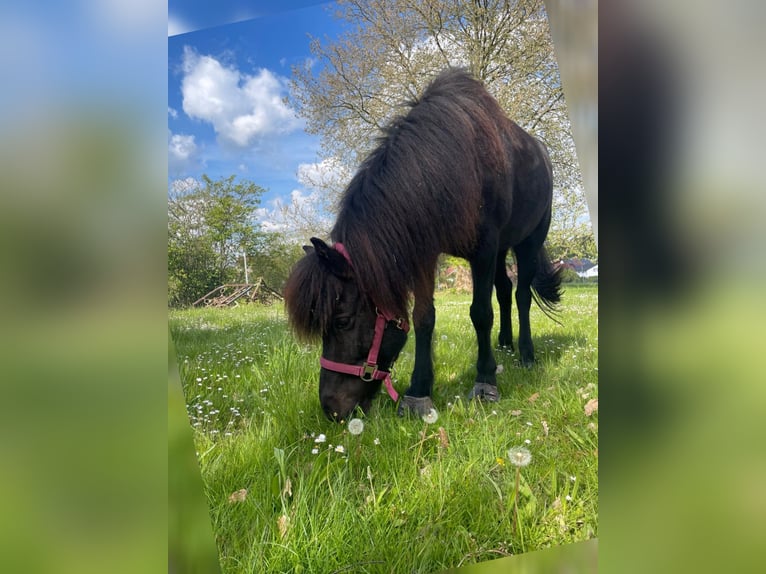 Islandais Jument 11 Ans 144 cm Noir in Steinau an der Stra&#xDF;e