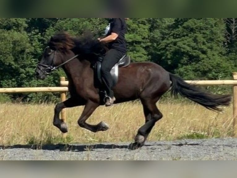 Islandais Jument 11 Ans 144 cm Noir in Steinau an der Stra&#xDF;e