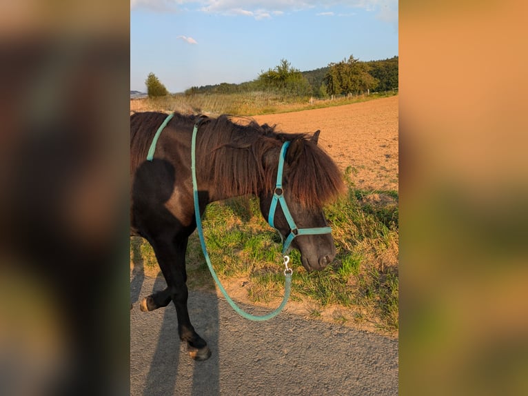 Islandais Jument 11 Ans 144 cm Noir in Steinau an der Stra&#xDF;e