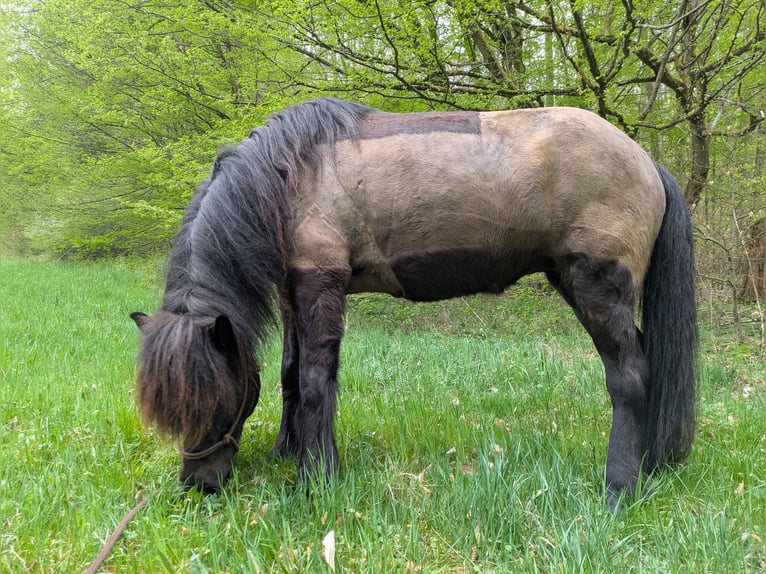 Islandais Jument 11 Ans 144 cm Noir in Steinau an der Stra&#xDF;e