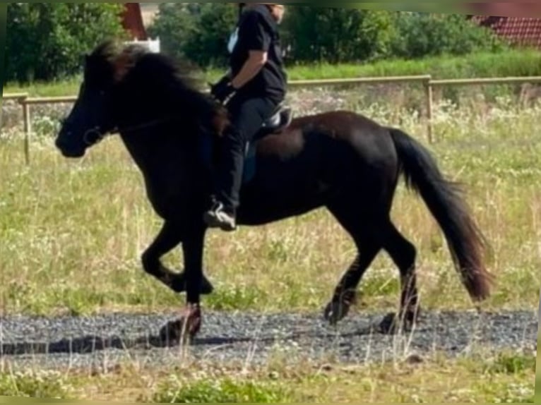 Islandais Jument 11 Ans 144 cm Noir in Steinau an der Stra&#xDF;e