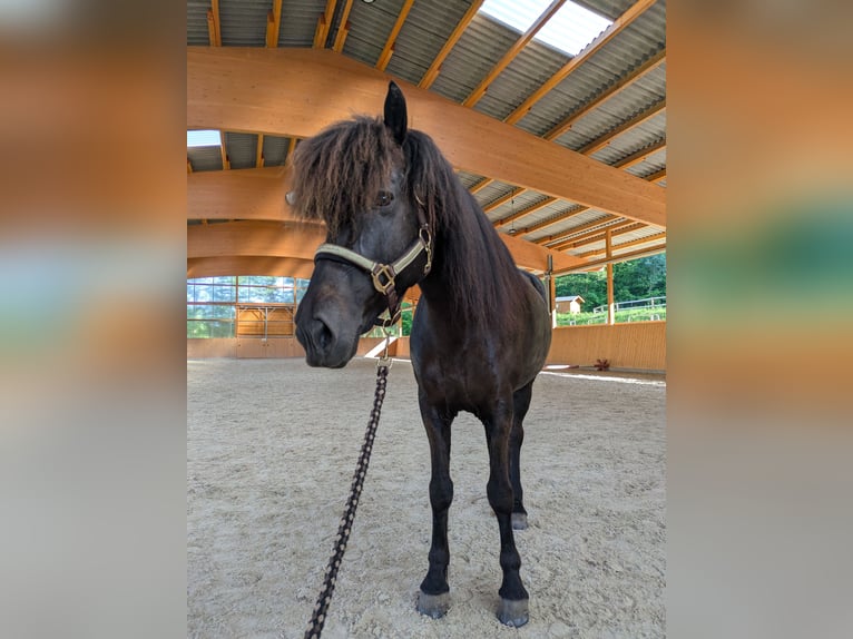 Islandais Jument 11 Ans 144 cm Noir in Steinau an der Stra&#xDF;e