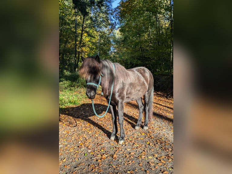Islandais Jument 11 Ans 144 cm Noir in Steinau an der Stra&#xDF;e