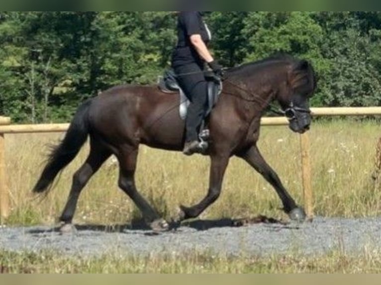 Islandais Jument 11 Ans 144 cm Noir in Steinau an der Stra&#xDF;e