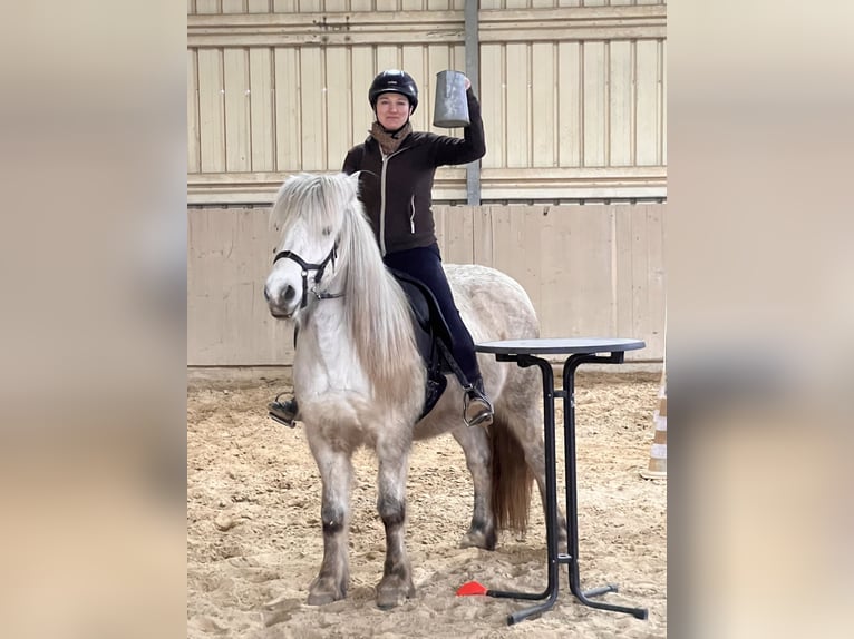 Islandais Jument 11 Ans 146 cm Gris in Schmelz