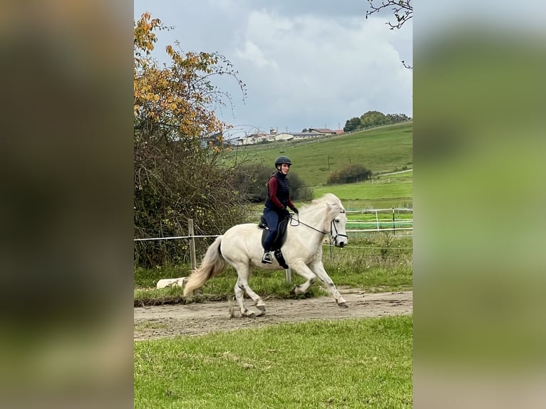 Islandais Jument 11 Ans 146 cm Gris in Schmelz