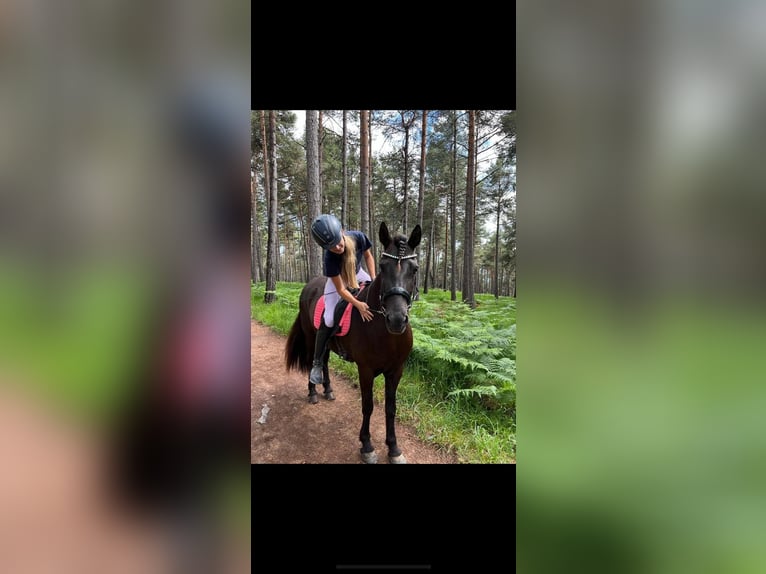 Islandais Jument 11 Ans 148 cm Bai brun foncé in Oldenburg