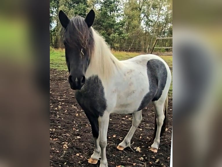 Islandais Jument 11 Ans Pinto in Neustadt am Rübenberge