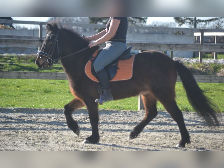 Islandais Jument 12 Ans 130 cm Bai in Breda