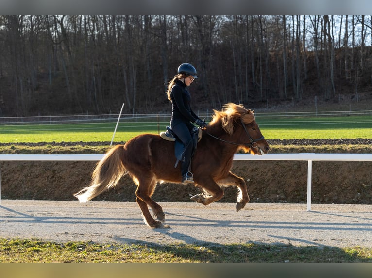 Islandais Jument 12 Ans 135 cm Alezan in Hohenstein Meidelstetten