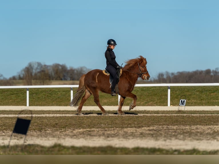 Islandais Jument 12 Ans 135 cm Alezan in Hohenstein Meidelstetten